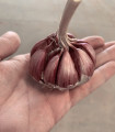 Ajo Morado