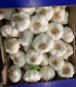 Ajo Spring Blanco