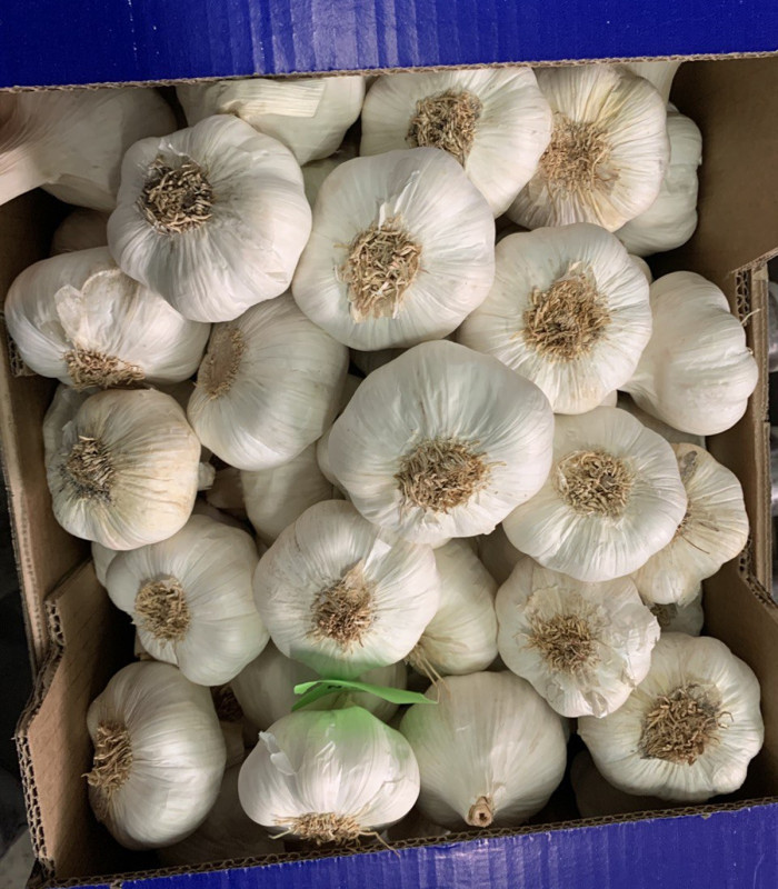 Ajo Spring Blanco